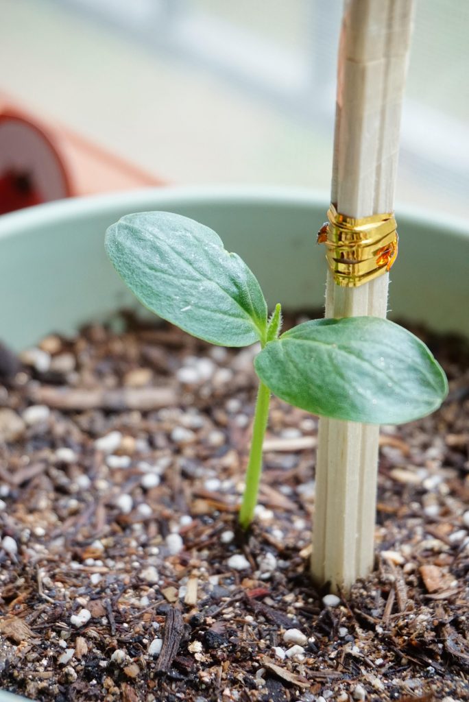 doolysis cucumber
