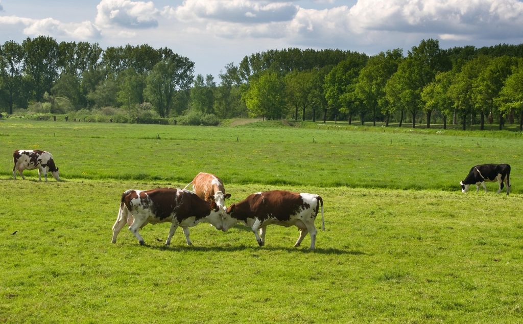 cows, conflict, referee, warriors, a mediator, conflict, conflict, conflict, conflict, conflict